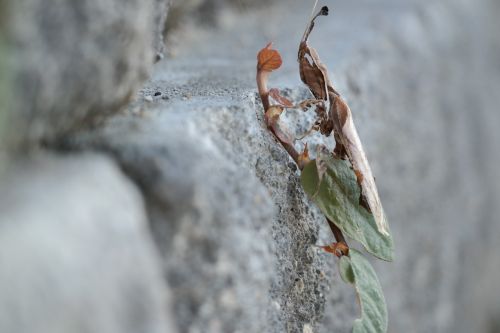 ghost mantis praying mantis camouflage