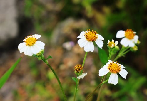 ghost of the needle ju nature flower