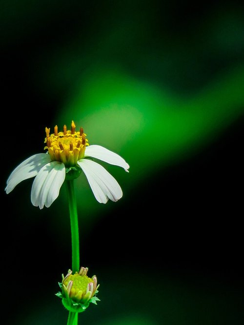 ghost of the needle ju  nature  flower