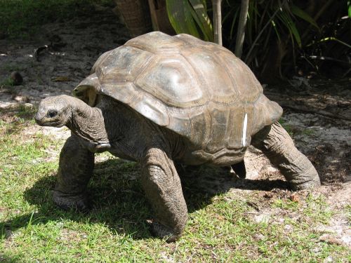 giant tortoise old