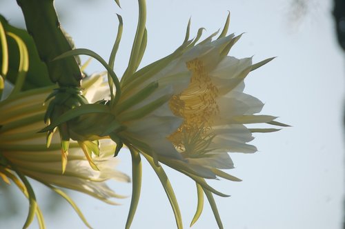 giant cactus bloom in antigua  tropical bloom  large cream flower