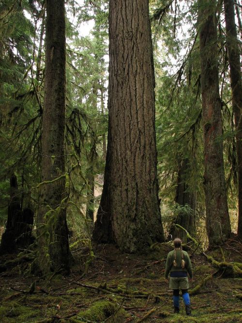 giant douglas fir trees woods