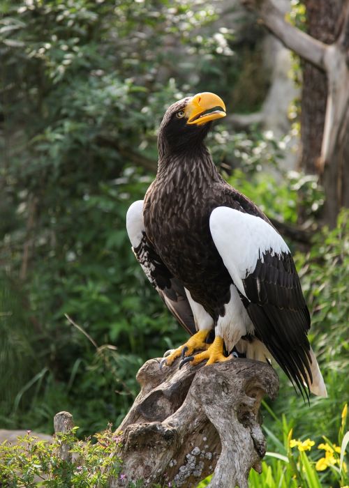 giant eagle adler bird