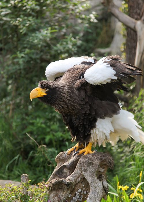 giant eagle adler bird