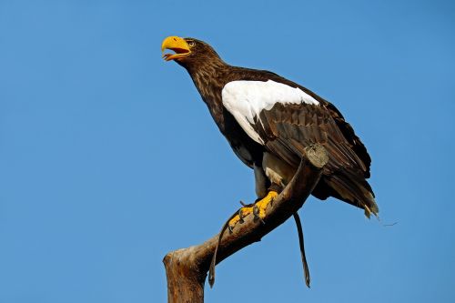 giant eagle adler bird