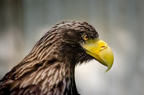 giant eagle  bird  adler