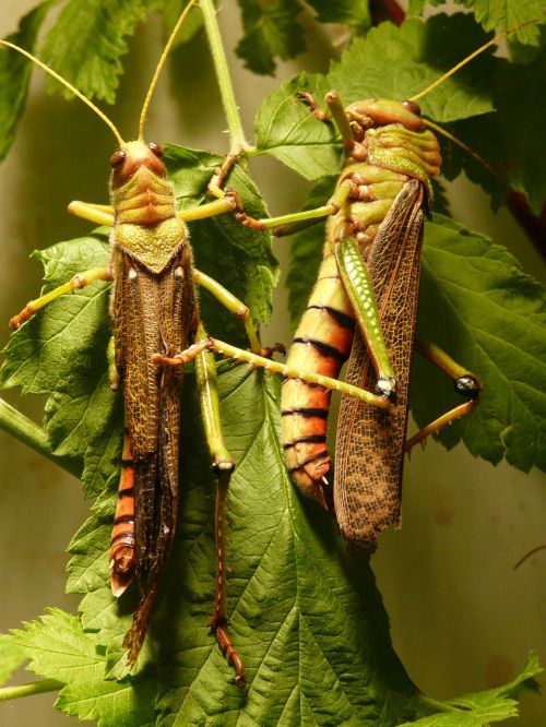 giant grasshopper grasshopper insect