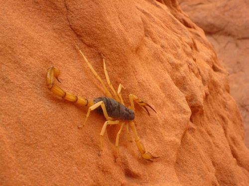 giant hairy scorpion wildlife wild