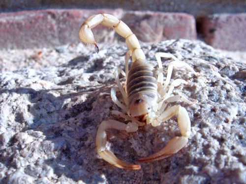 giant hairy scorpion wildlife wild