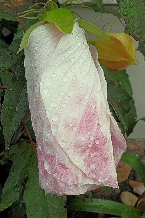 giant hibiscus raindrop hibiscus