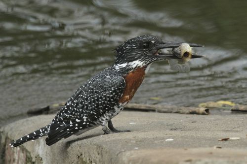 giant kingfisher bird feathers