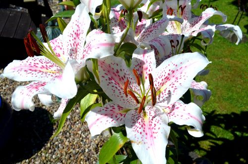 giant lillies plant flower
