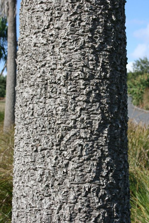 palm trunk bark
