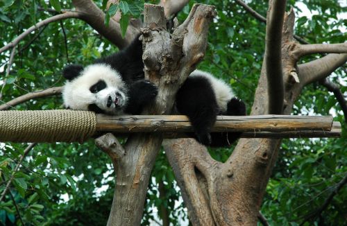 giant panda young animal
