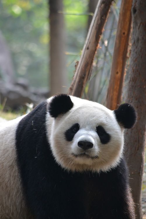 giant panda chengdu china