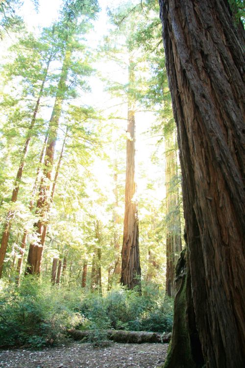 Giant Redwood Trees In California