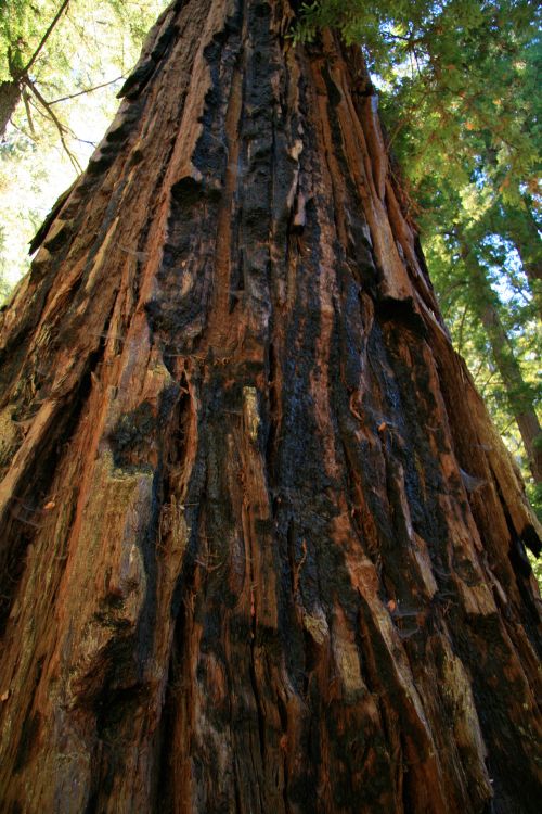 Giant Redwood Trees In California