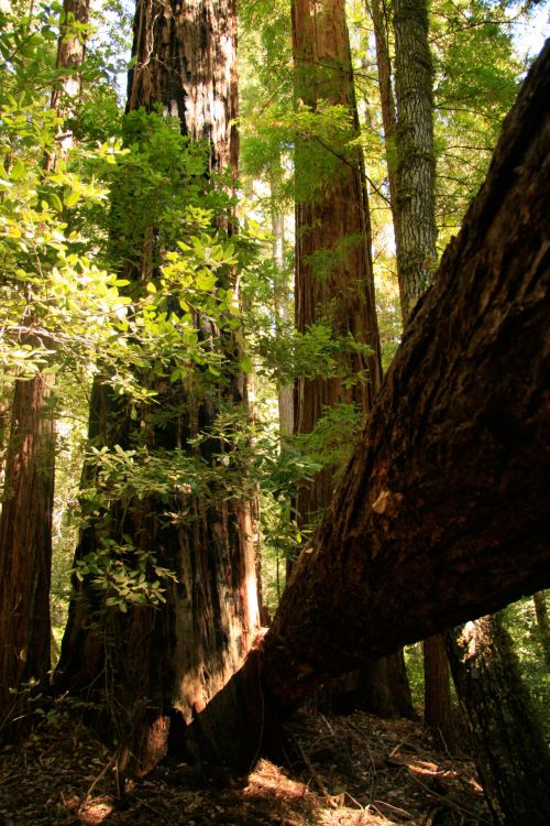 Giant Redwood Trees In California