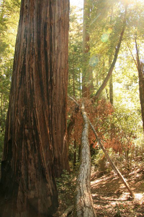 Giant Redwood Trees In California