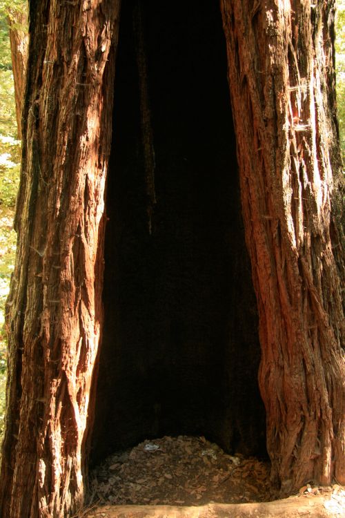 Giant Redwood Trees In California