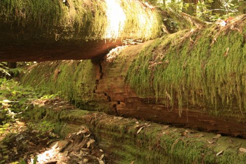 Giant Redwood Trees In California