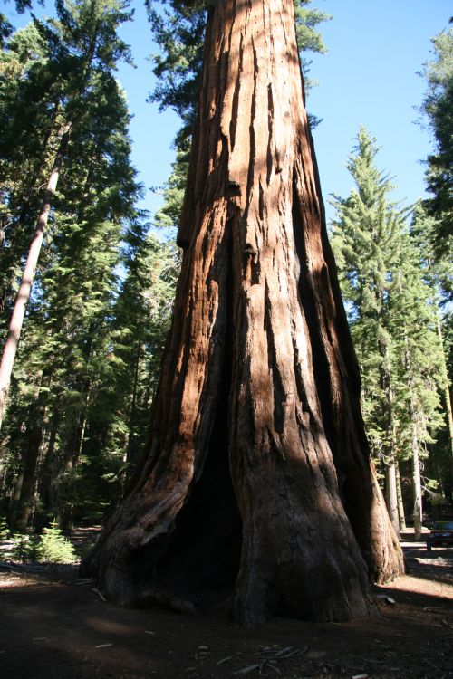 Giant Redwood Trees In California