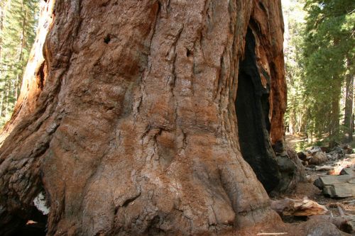 Giant Redwood Trees In Yosemite