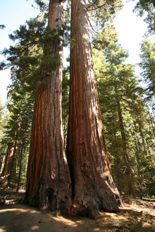 Giant Redwood Trees In Yosemite