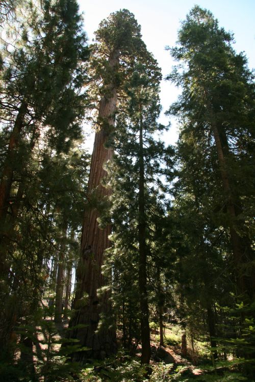 Giant Redwood Trees In Yosemite