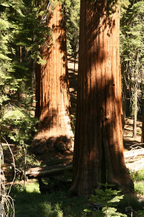 Giant Redwood Trees In Yosemite