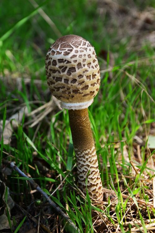 giant schirmling macrolepiota mushroom