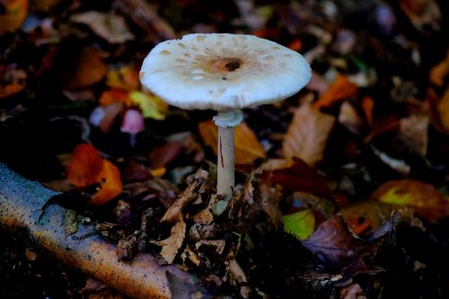 giant schirmling mushroom boletes