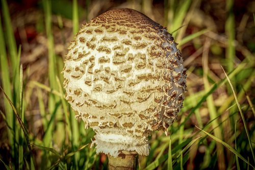 giant schirmling  mushroom  giant screen fungus