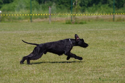 giant schnauzer running dog