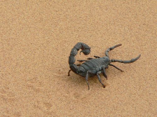 giant scorpion black sand