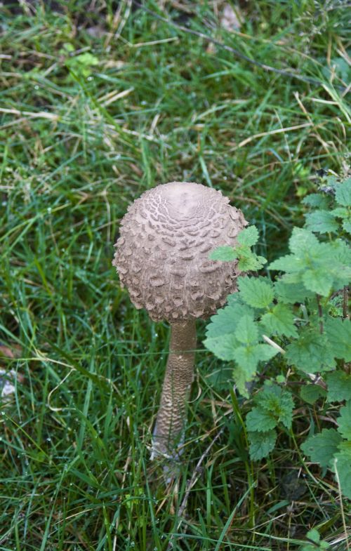 giant screen fungus drum mallets mushrooms