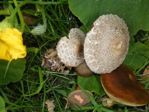 giant screen fungus drum mallets mushrooms
