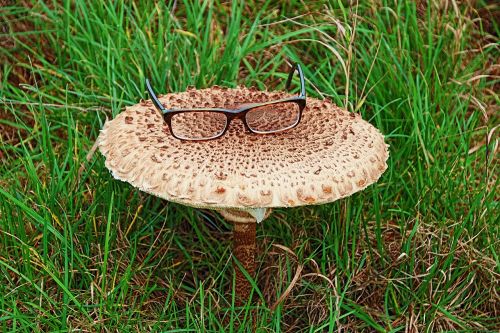 giant screen fungus mushroom nature