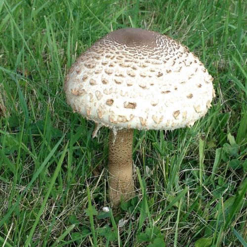 giant screen fungus mushrooms boletes