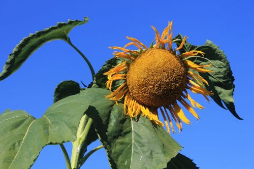 giant sun flower plant nature