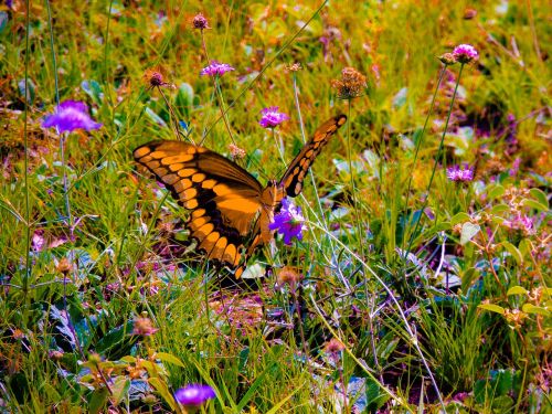 giant swallowtail nature wild flowers