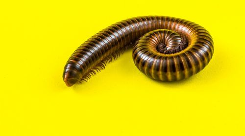 giant tausendfüßer millipedes arthropod