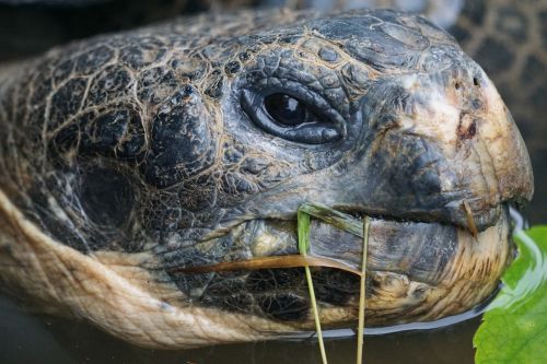 giant tortoise galápagos giant tortoise turtle