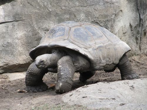 giant tortoise reptile shell