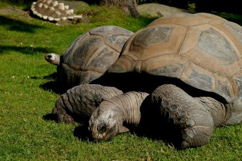 giant tortoise grass 250 years