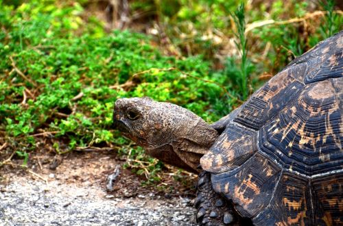 giant tortoise africa wild animal
