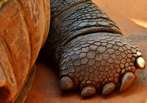 giant tortoise foot front