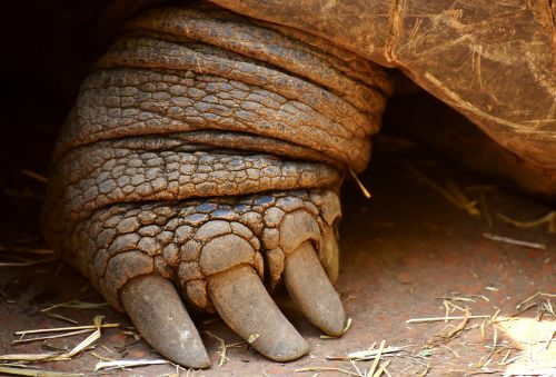 giant tortoise foot front