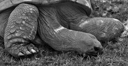 giant tortoise animal panzer