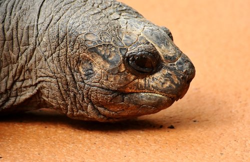 giant tortoise  animal  panzer